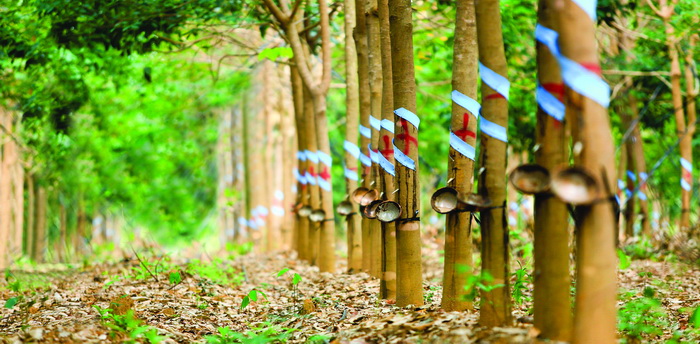[-]Hoàng[-]Anh[-]Gia[-]Lai[-]sẽ[-]bán[-]20.000ha[-]cao[-]su[-] cho[-]Trung[-]Quốc?